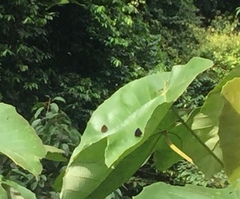 Arhopala major major