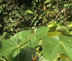 Arhopala major major