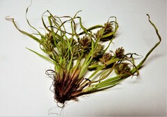 Cyperus squarrosus