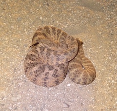 Crotalus tigris