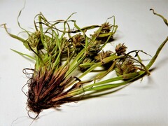 Cyperus squarrosus