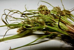 Cyperus squarrosus