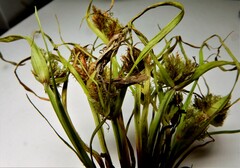 Cyperus squarrosus