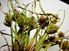 Cyperus squarrosus
