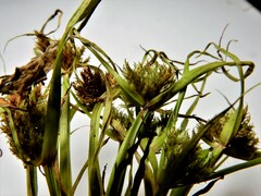 Cyperus squarrosus