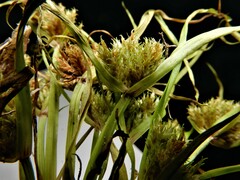 Cyperus squarrosus