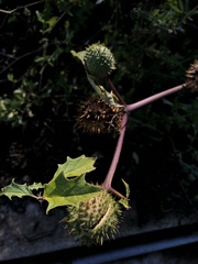 Datura