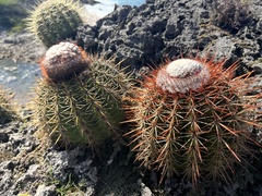 Melocactus macracanthos