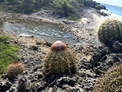 Melocactus macracanthos