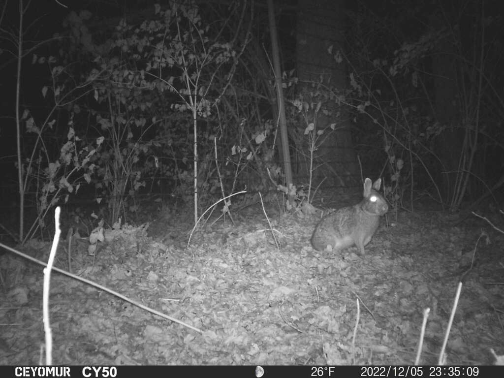 Eastern Cottontail in December 2022 by wmct276 · iNaturalist