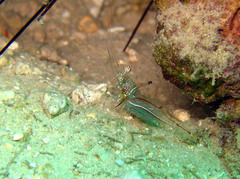 Cuapetes tenuipes