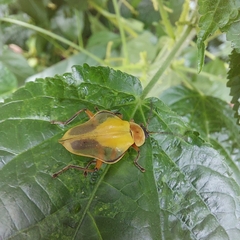 Chauliognathus expansus