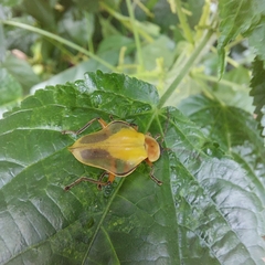 Chauliognathus expansus