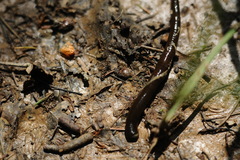 Haemopis sanguisuga