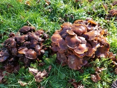 Lyophyllum decastes