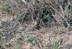 Tulipa sylvestris australis
