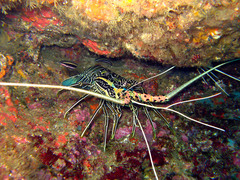 Panulirus versicolor