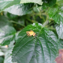 Chauliognathus expansus