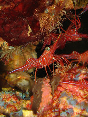 Rhynchocinetes durbanensis