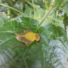 Chauliognathus expansus