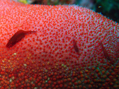 Zenopontonia soror