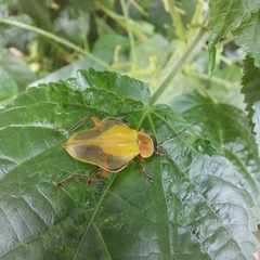 Chauliognathus expansus
