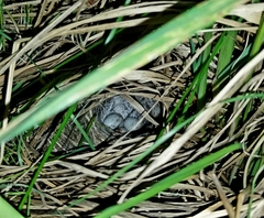 Junco hyemalis