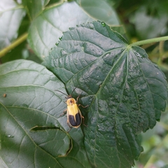 Chauliognathus expansus