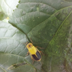 Chauliognathus expansus