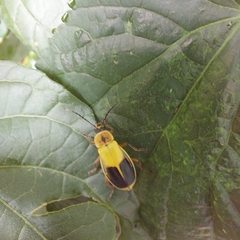 Chauliognathus expansus