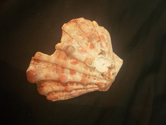 Nodipecten