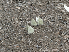 Pieris oleracea