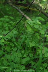 Brachypodium sylvaticum