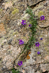 Campanula saxifraga