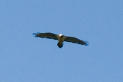 Gypaetus barbatus barbatus