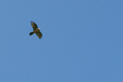 Gypaetus barbatus barbatus