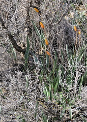 Tulipa sylvestris australis