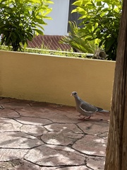 Patagioenas corensis