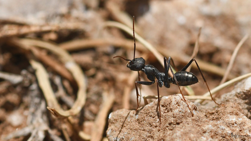 Cataglyphis creticaCataglyphis cretica