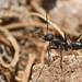 Cretan Desert Ant - Photo (c) fotis-samaritakis, some rights reserved (CC BY-NC), uploaded by fotis-samaritakis