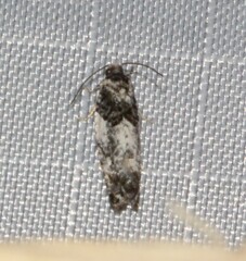 Gypsonoma adjuncta