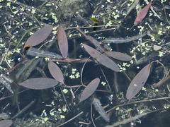 Potamogeton cheesemanii
