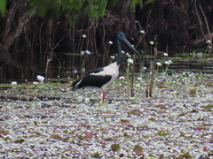 Ephippiorhynchus asiaticus