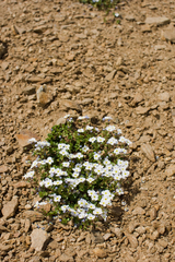 Veronica telephiifolia