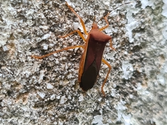 Anasa varicornis
