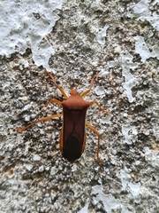 Anasa varicornis