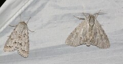 Acronicta americana