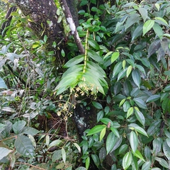 Epidendrum paniculatum