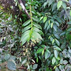 Epidendrum paniculatum