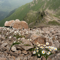 Tripleurospermum caucasicum